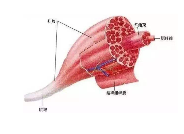 肌肉乳酸图